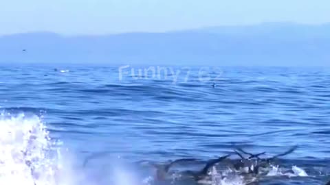 What happens if a whale eats you?