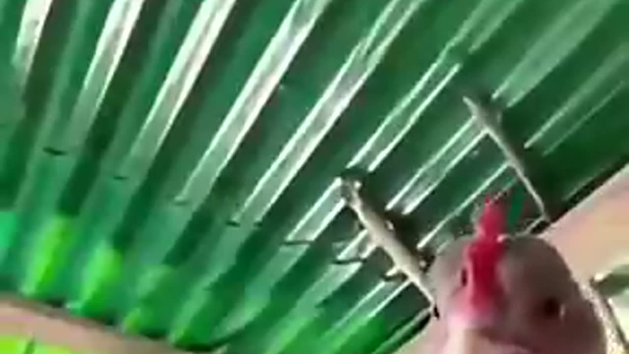 dancing pets, dancing birds, pet dance, bird dance, cute animals, funny birds,