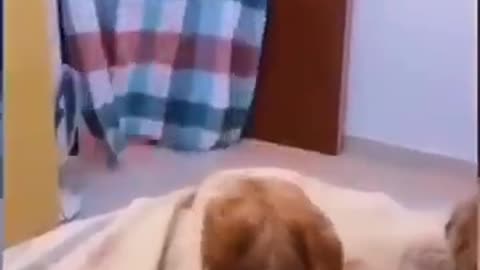 Dog animals funny