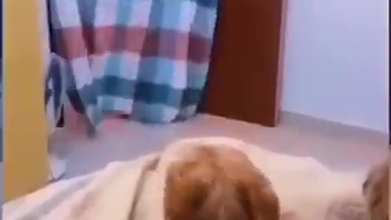 Dog animals funny