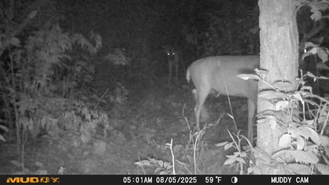 Bucks