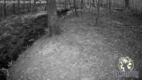 CamoCritter Critter Cam Live Stream