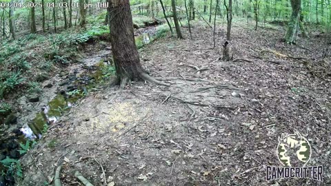 CamoCritter Critter Cam Live Stream