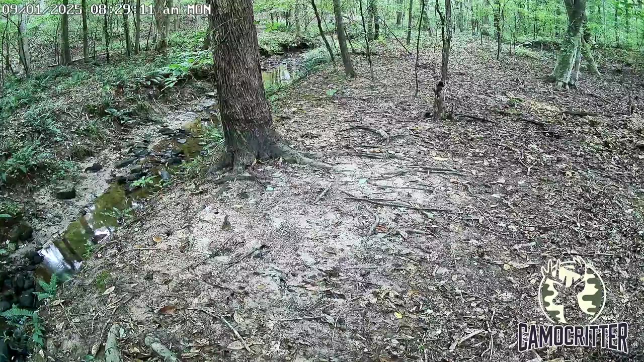 CamoCritter Critter Cam Live Stream