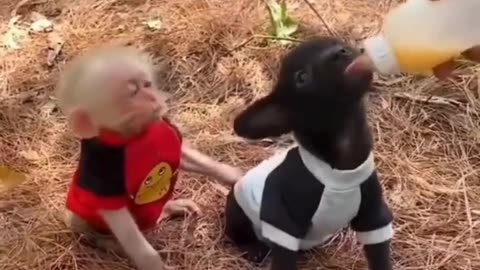 Monkey Cares for Puppy 🐵❤️🐶 | Cutest Friendship Ever!