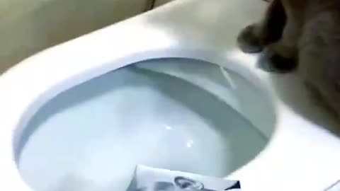 BASED CAT: Even the cats are getting fed up with the welfare leeches. Enough is enough!!!