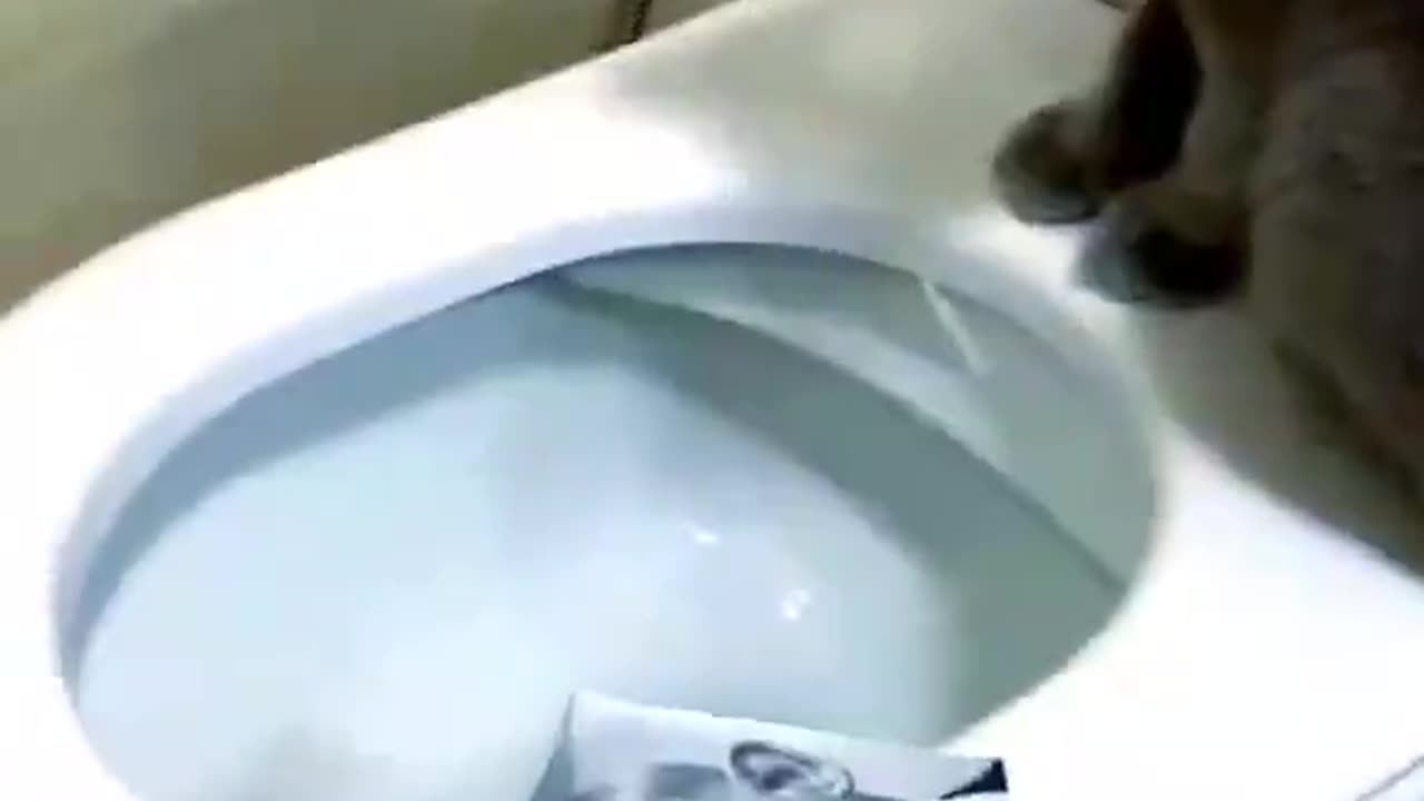 BASED CAT: Even the cats are getting fed up with the welfare leeches. Enough is enough!!!