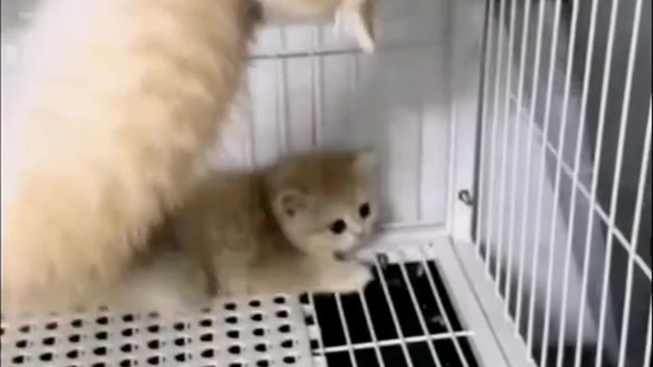 Cute cat