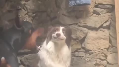 All bark no bite 🤣
