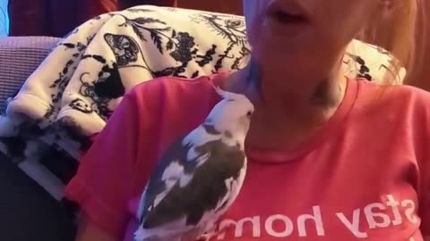 Sexing Your Cockatiel