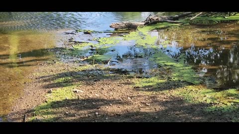 Sunday Morning Nature - Spotted Sandpiper