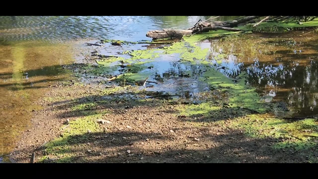 Sunday Morning Nature - Spotted Sandpiper