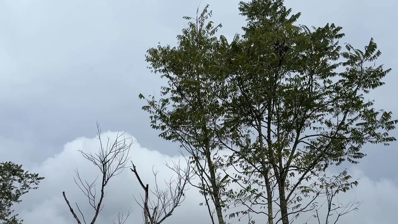 Moody Skies & Peaceful Nature | The Calm Before the Rain