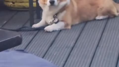 This dog has full chill🐸