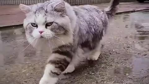 无论刮风下雨严寒酷暑都阻挡不了它遛弯的执念！