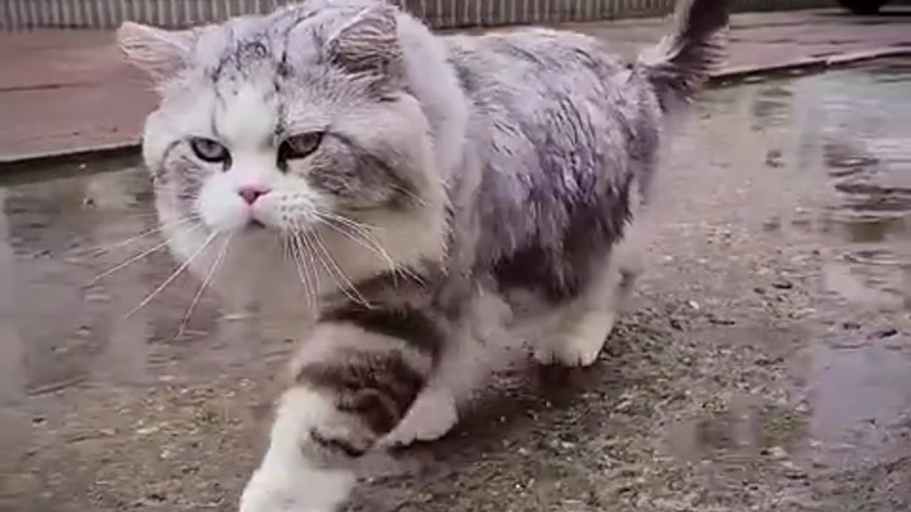 无论刮风下雨严寒酷暑都阻挡不了它遛弯的执念!