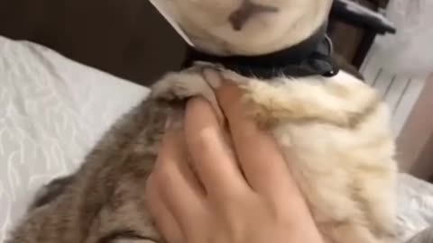 Relaxing Pets Compilation 🐾 | Pure Joy Inside