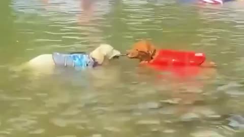 😂🤯 You Won't Believe These Dramatic Golden Retrievers! | FunFM