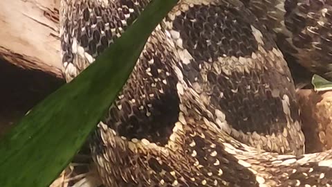 puff adder