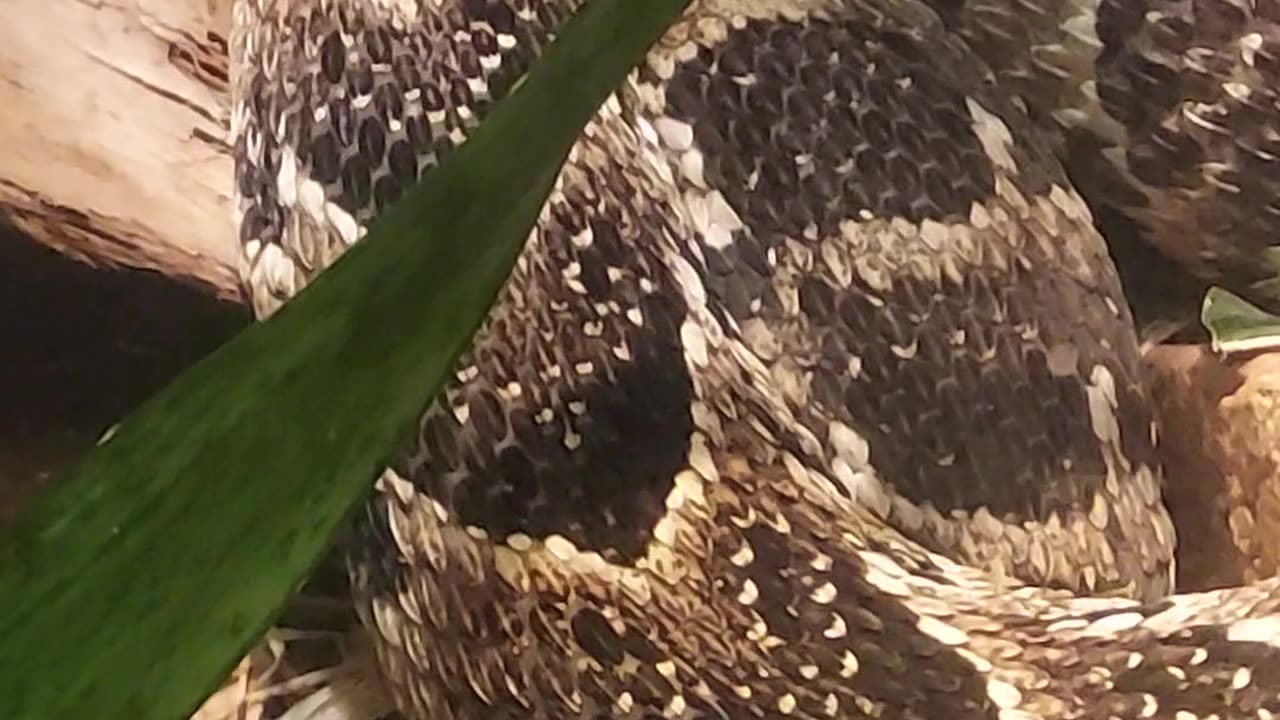 puff adder