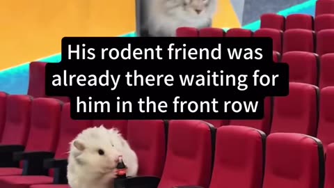 😱🐱 Cat Movie Theatre? This Man's Priorities are WILD! | FunFM
