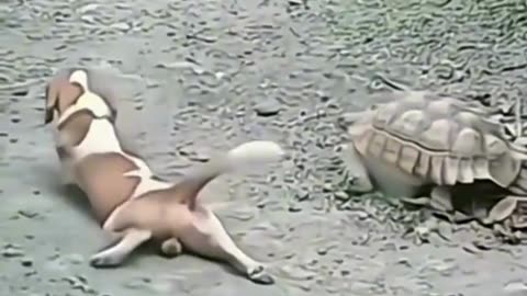 This Dog vs. Tortoise Race is HILARIOUS!
