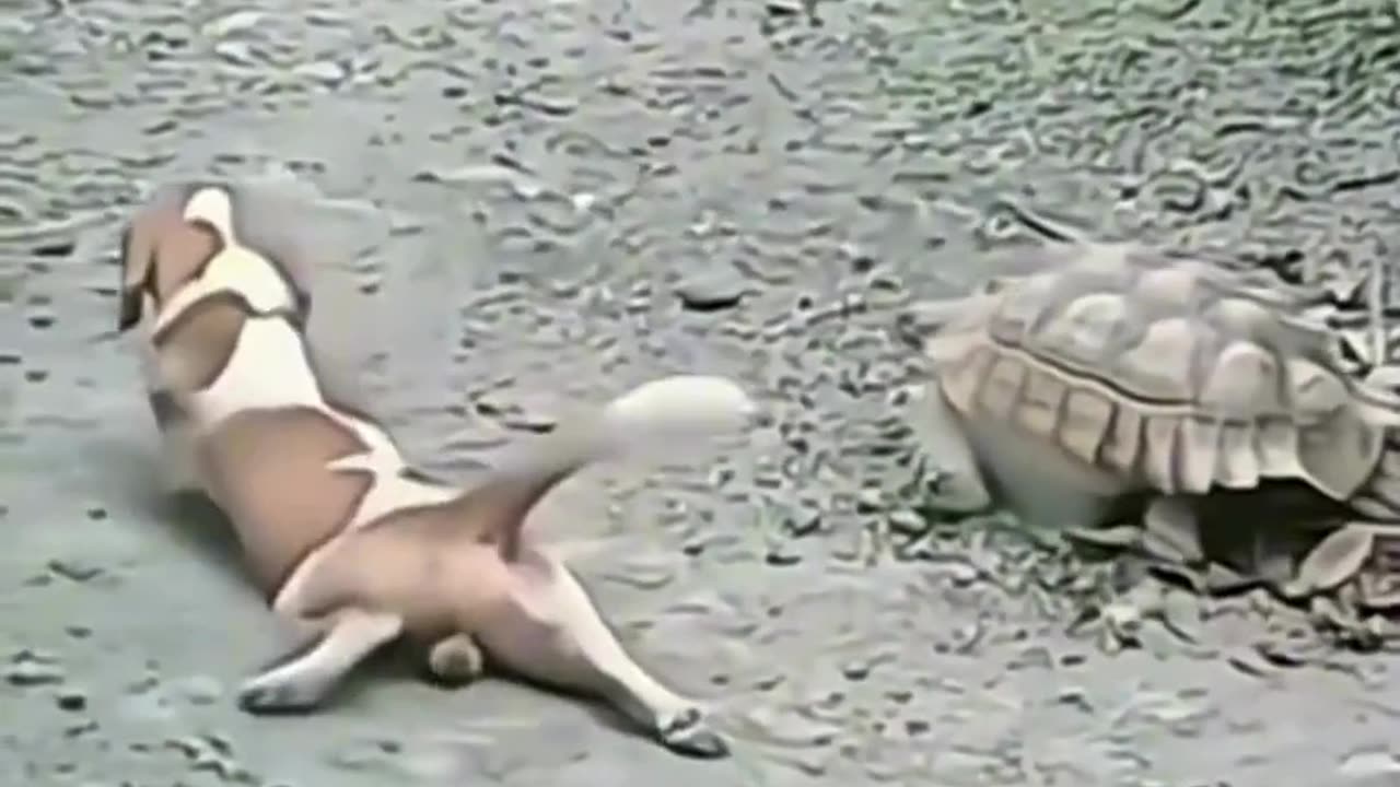 This Dog vs. Tortoise Race is HILARIOUS!