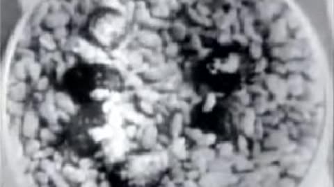 Commercial - Kellogg's Rice Krispies 1966 (A rice day jingle)