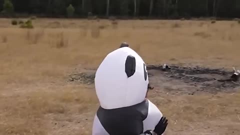 If animals did parkour