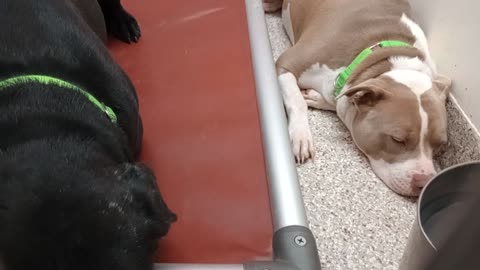 Missy-light&grey 2y A880913 Guesito-black 1y A872020 kennel 114 PACC shelter just lounged20251022320