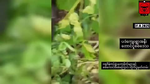 ⚔️🔥 Myanmar War | Warazein Forces Clash with Junta Troops in Bago Region | RCF