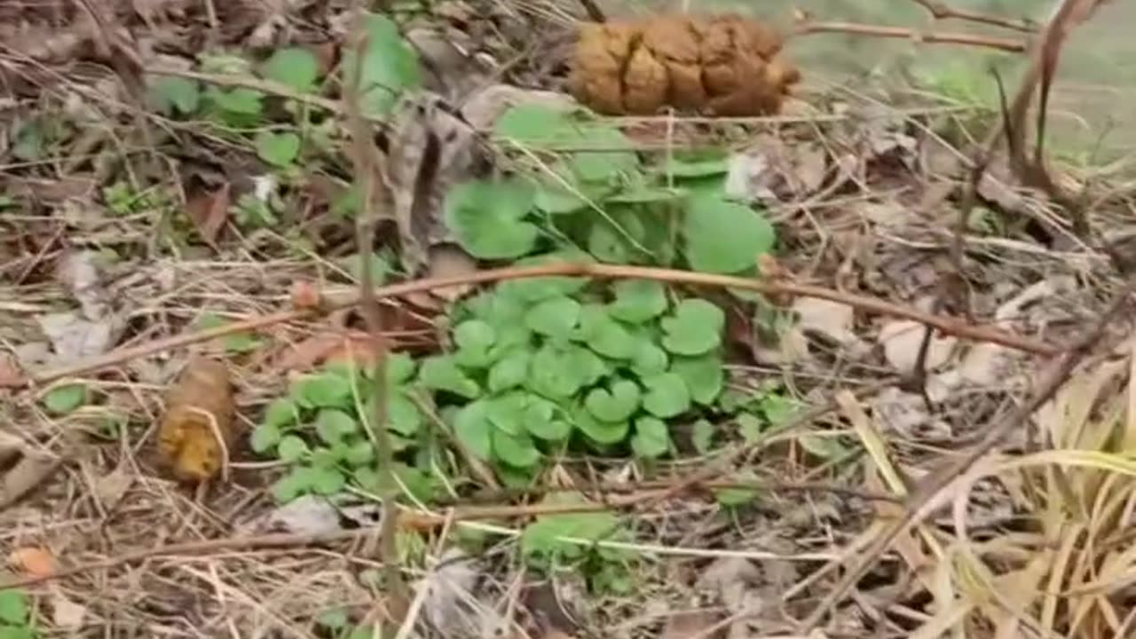 Quirky Dog Poops on a Stick