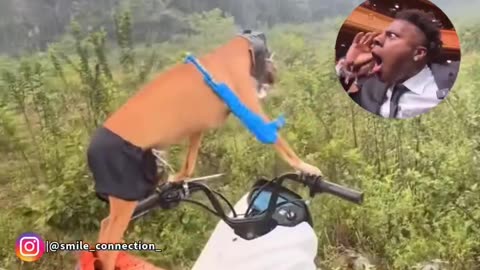 🤣🤣funny dog riding 🚳🚳