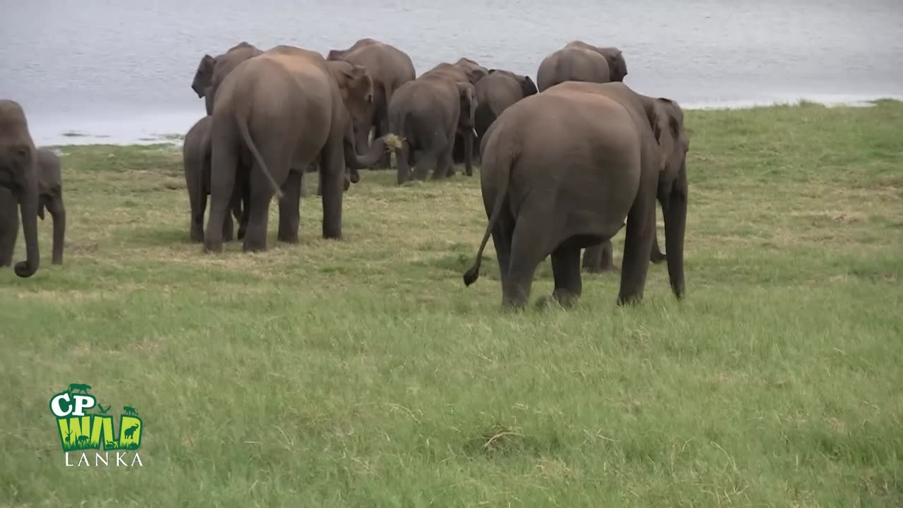WILD LIFE