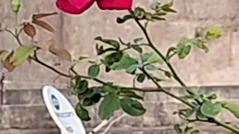 My gardening terrace garden