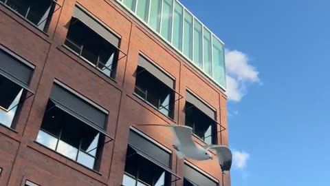 Seagull Attacks Little Aussie