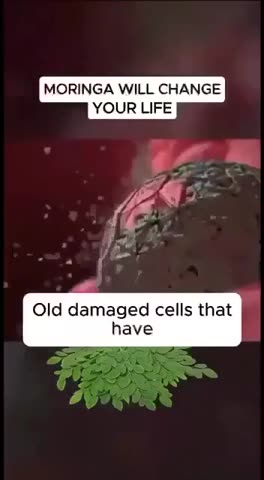 PHUKKK BIG PHARMA - MORINGA - Reloaded from Renard