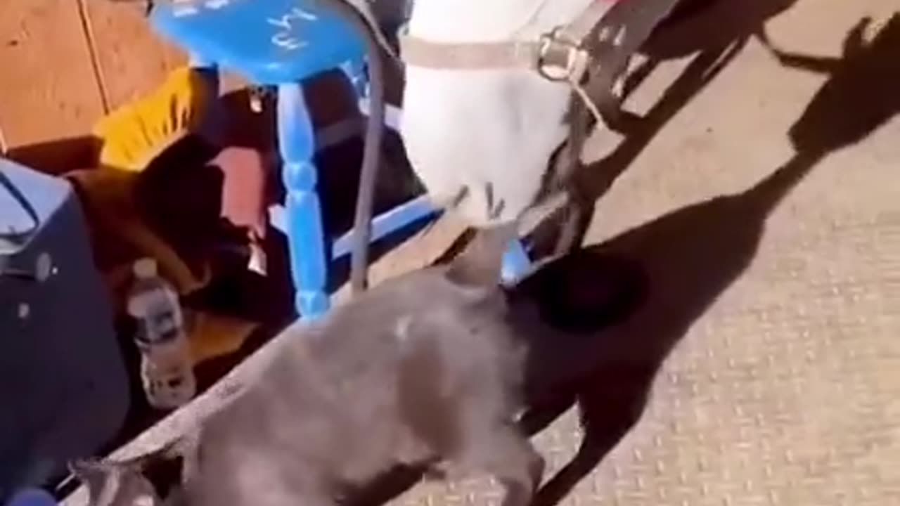 Horse VS Cat Tail XD