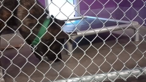 Sven 1y Pet Id 935974 kennel 17 HSSAZ shelter 858