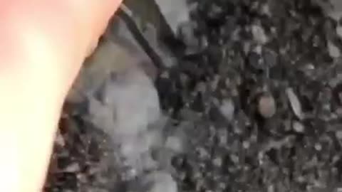 Une manucure avec des fourmis vivantes