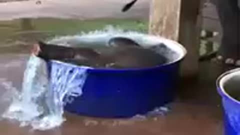 Un bébé éléphant prend un bain