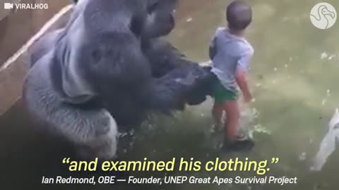 EXPERT WEIGH ON HARAMBE'S LAST MOMENT