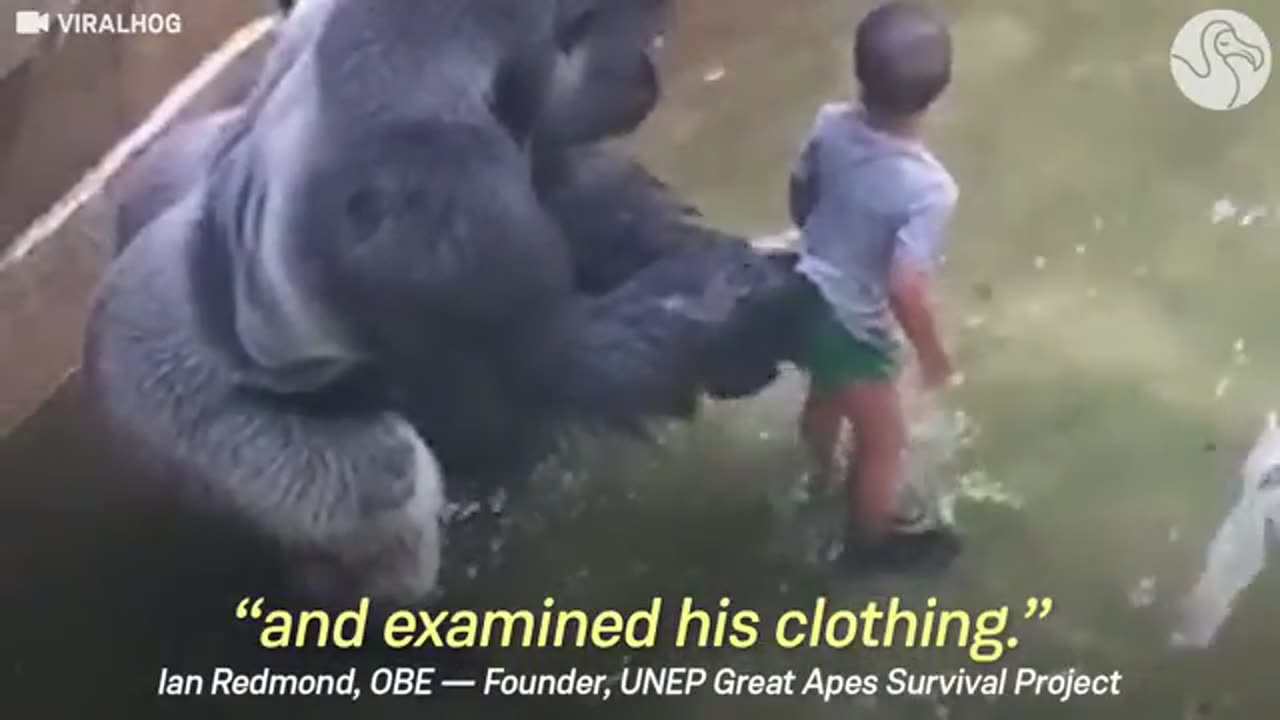 EXPERT WEIGH ON HARAMBE'S LAST MOMENT