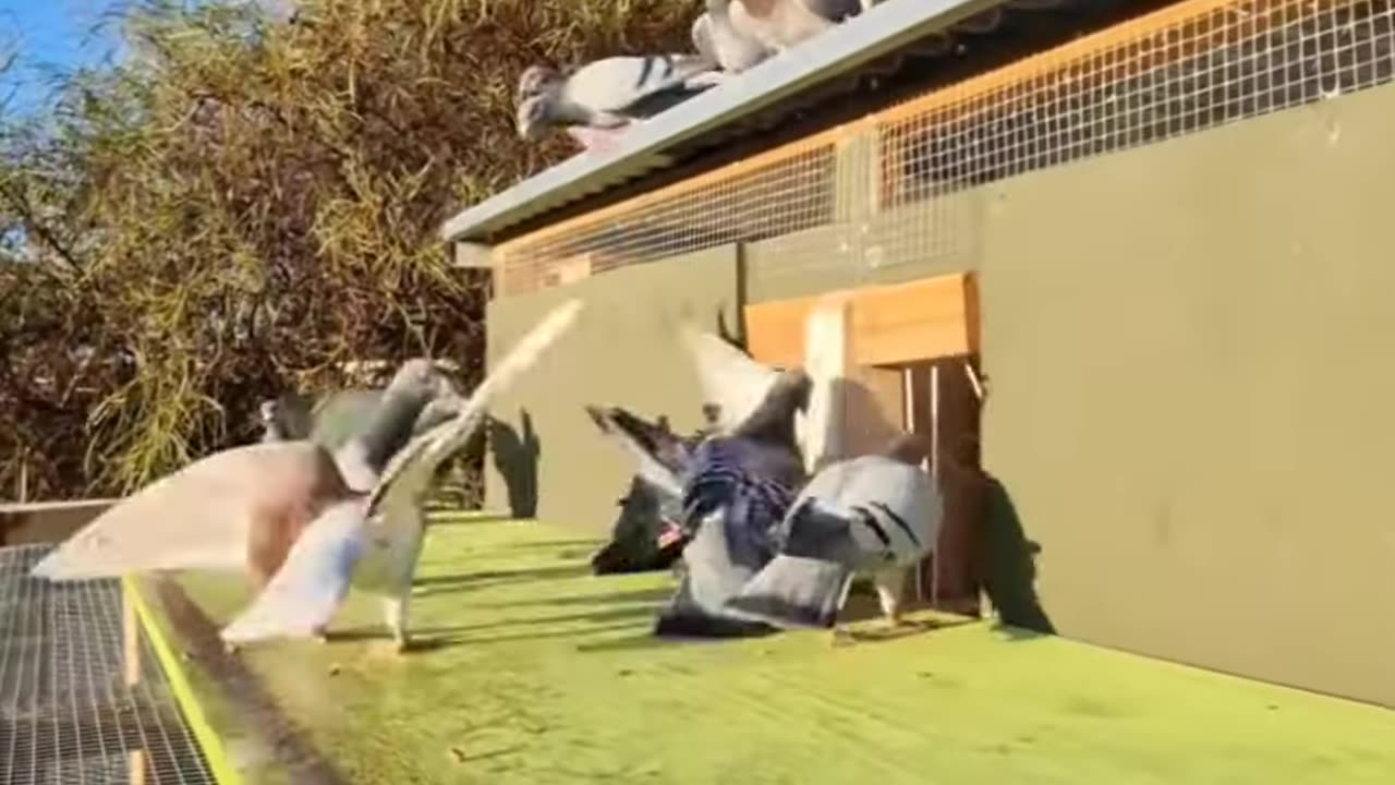 Pigeon trapdoor 😱