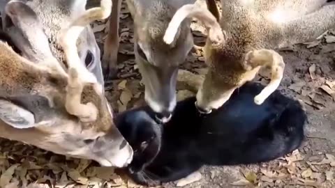 Teamwork
