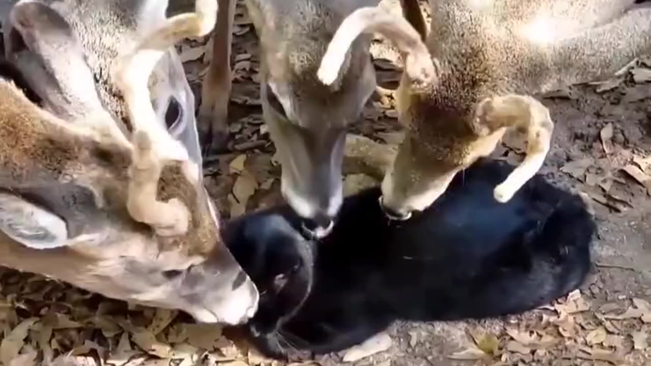 Teamwork