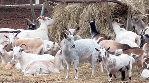 Enjoying Christmas Dinner with Family