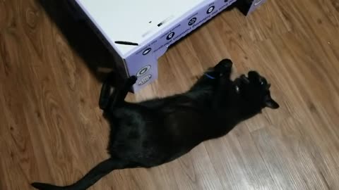 20250319 214331 Tux Dragonfly Toy
