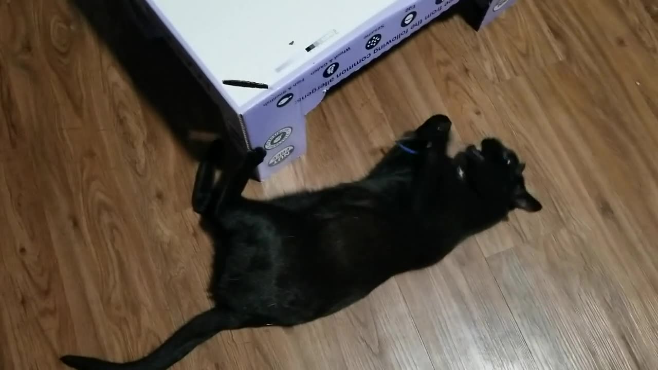 20250319 214331 Tux Dragonfly Toy