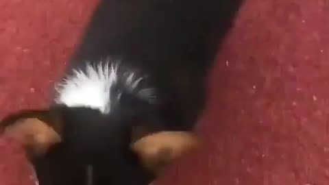 funny animals